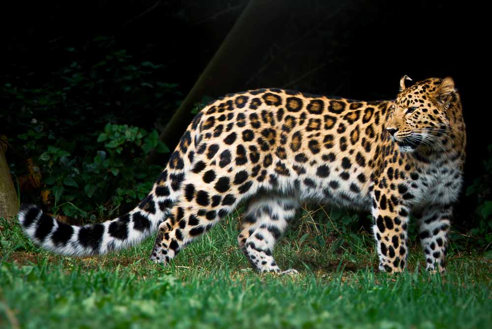 Wildlife photographed at Yorkshire Wildlife Park